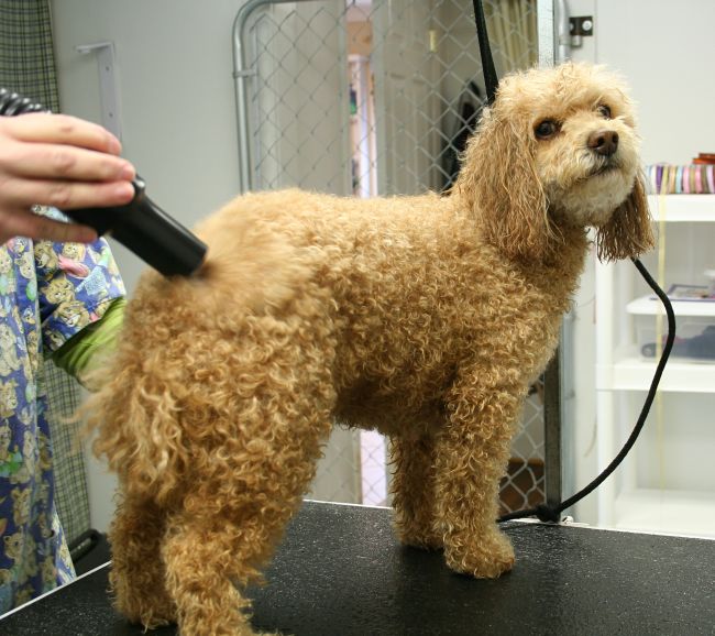 Basic Grooming Treatments for Dogs and Cats