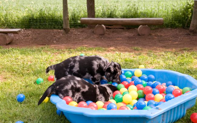 5-pros-cons-about-doggy-daycare-pawversity