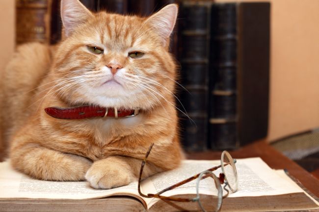 The Brightest and Best:  Top Ten Smartest Cat Breeds
