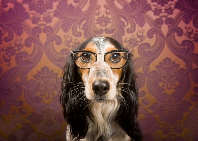 The Brightest and Best:  Top Ten Smartest Dog Breeds