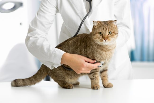 Pets’ Annual Physical Exam:  What To Expect