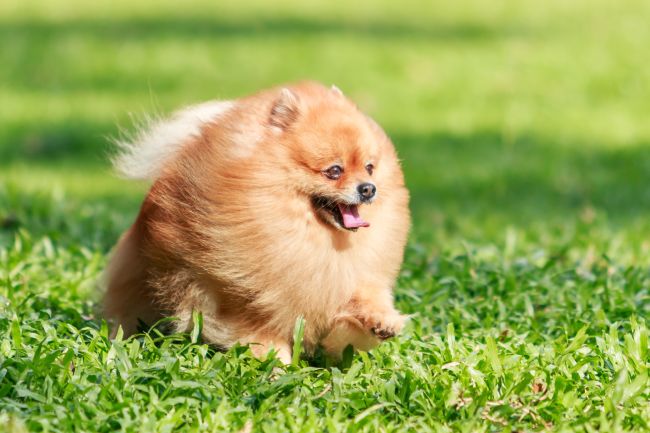 Pomeranians: Why This Small Breed is a Great Pet