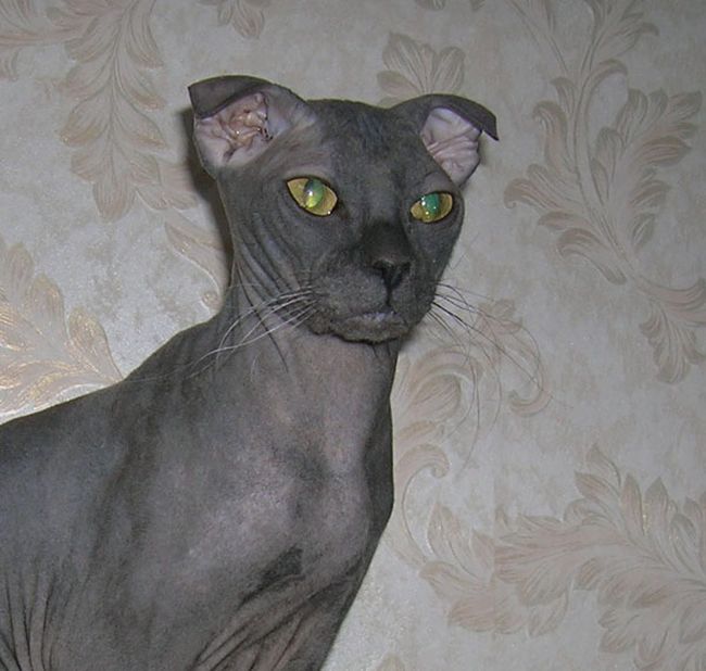 The Ugliest Cat Breeds in the World