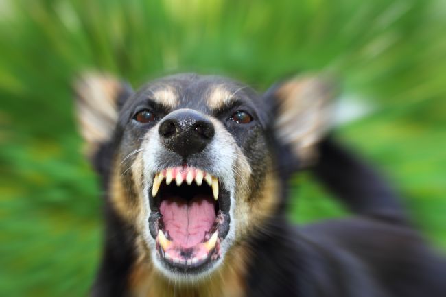Types of Dog Aggression