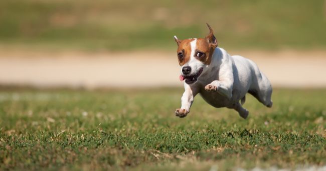 Jack Russell Terrier Facts