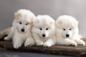 samoyed dog teddy bears