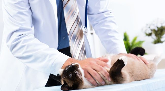 Vet Visit Checklist: Preparing for Your Pet’s Physical