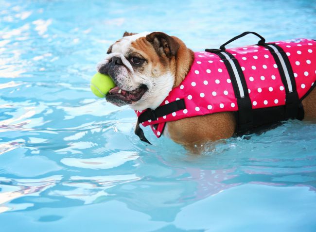 Pool Rules for Pups