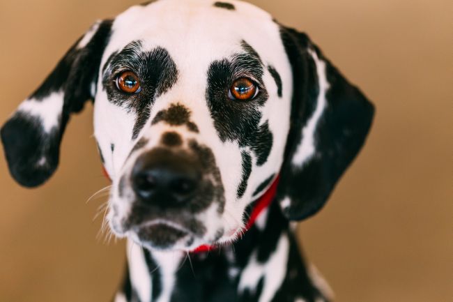 Dalmatians: How They Became Fire Station Dogs