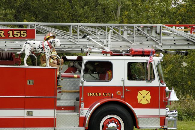 dalmatian fire dog statue