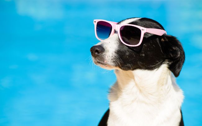 10 Ways to Beat the Heat with Your Pet this Summer