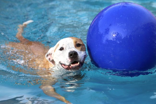 Water – A Summertime Threat to Pets