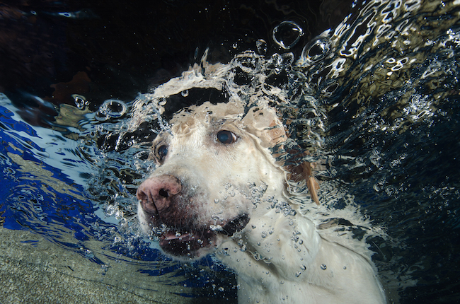 Dog Breeds Bred for Swimming