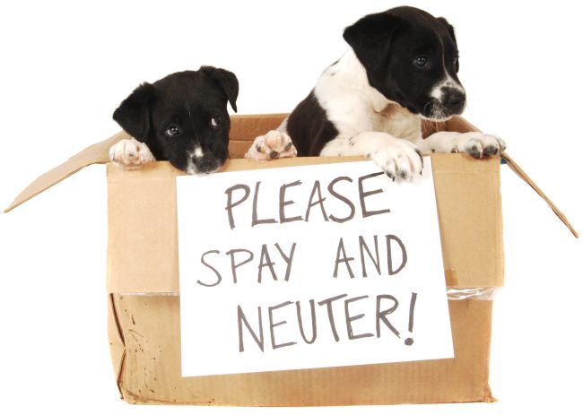 Top 10 Reasons to Spay or Neuter Your Pet
