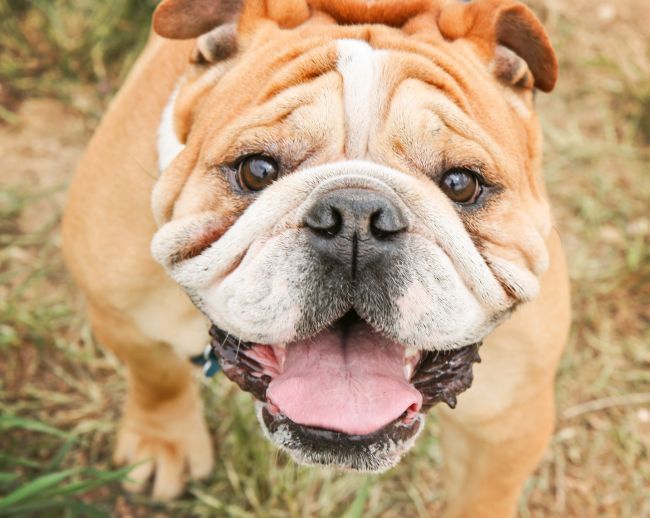The Challenges of Owning a Bulldog