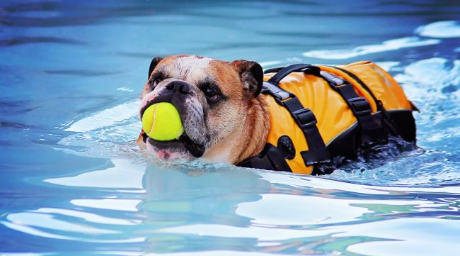 Dog Breeds That Cannot Swim