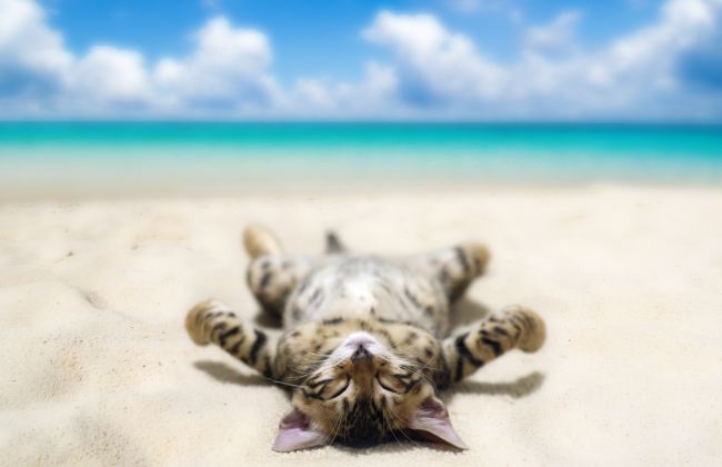 Do Pets Need Sunscreen?