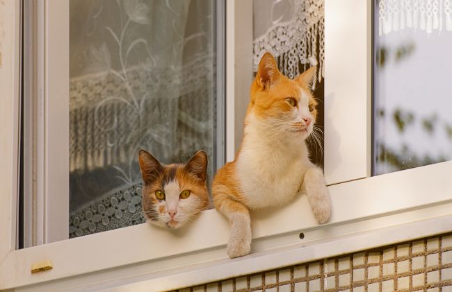 5 Reasons to Keep Your Cat Indoors