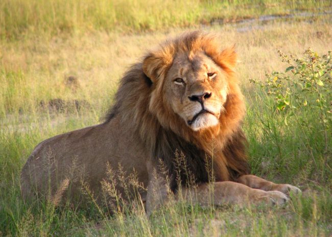 Cecil the Lion – A Short Biography