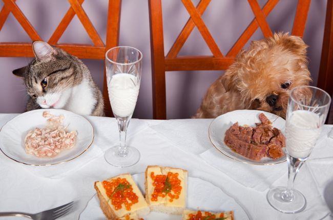 Dos and Don’ts of Feeding Your Pet Table Scraps