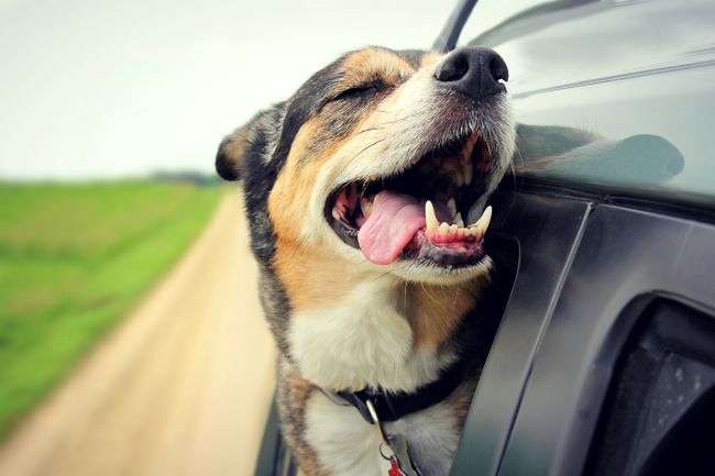 Driving with Dogs