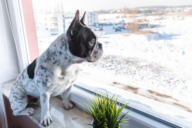5 Reasons to Keep Your Dog Indoors