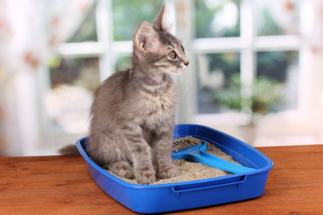 How to Clean a Litter Box