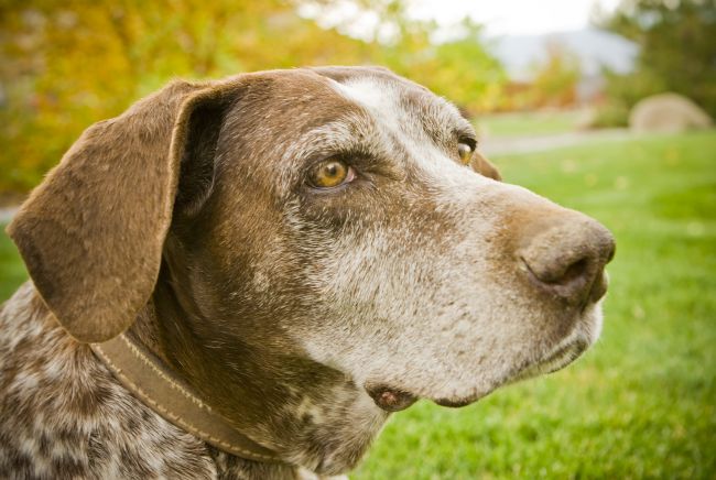 Adoption Considerations – What Age Dog Is Right For You?
