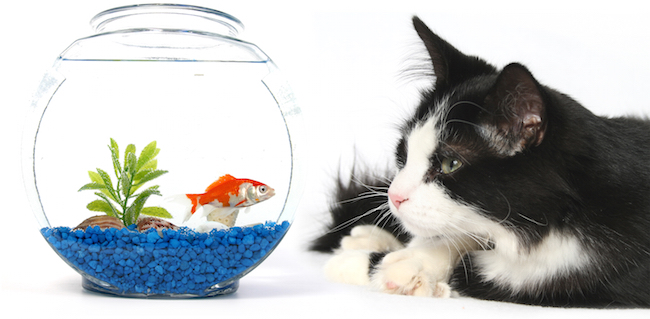 Felines and Fish Tanks