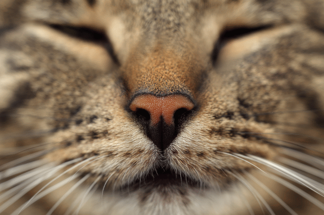 Cat Sneezing: Allergies or Illness?