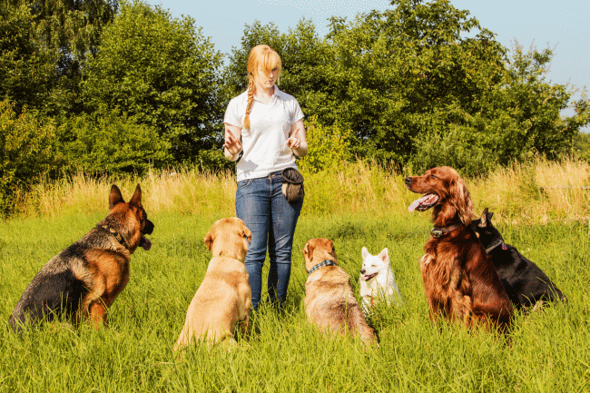 What To Look For in A Pet Trainer