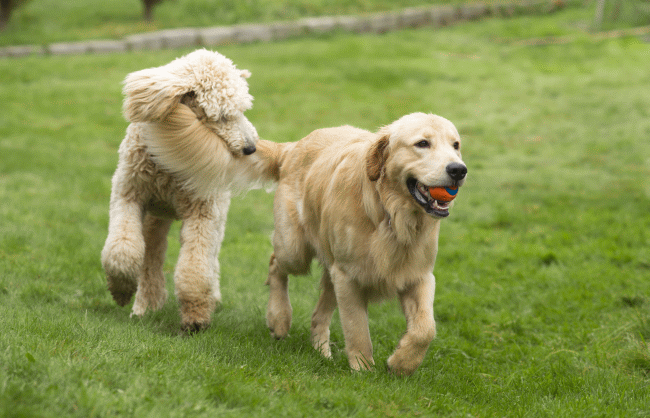 The Most Compatible Dog Breeds