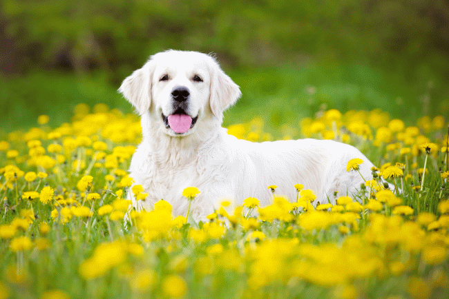 Types of Allergies In Pets