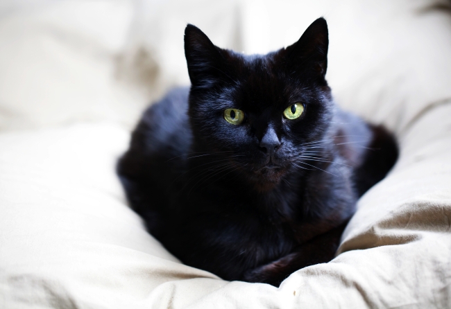 Myths About Black Cats