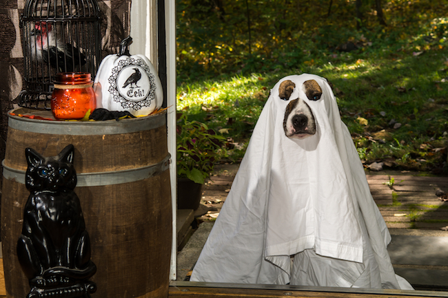 Tips on How to Keep Pets Safe on Halloween