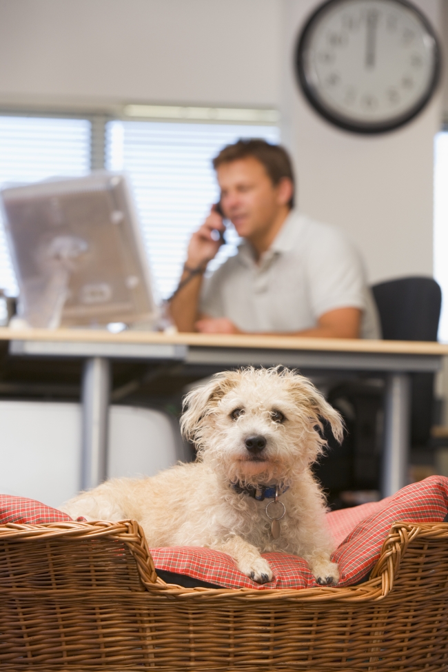 Questions to Ask Prospective Pet Owners