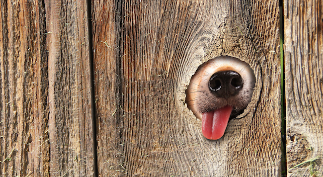 Backyard Barriers: Tools to Keep Good Dogs in and Bad Dogs Out