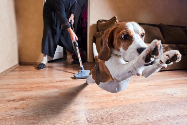 Tips For Keeping Your House Clean With Pets