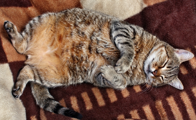 10 Things Owners of Fat-Cats Should Know