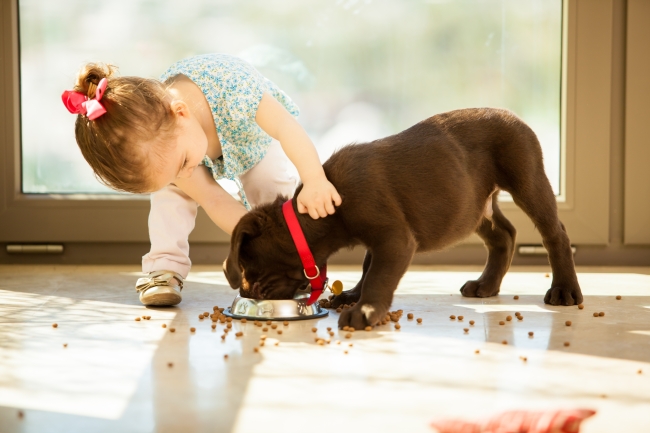 Why a Dog Might Bite a Child