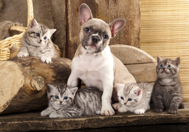 How to Find Good Homes for Your Pet’s Litter