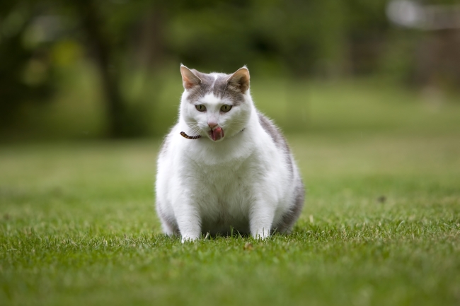 Preventing Obesity in Your Pet