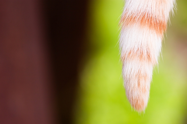 Tail Injuries in Cats