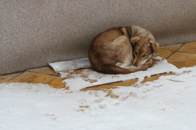 Hypothermia In Dogs: Causes and Symptoms