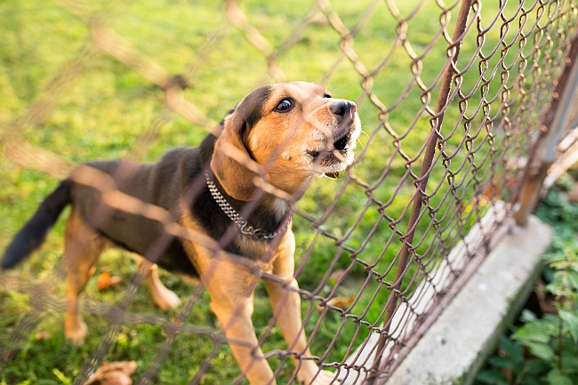 What To Do When Your Neighbor’s Dog Won’t Stop Barking