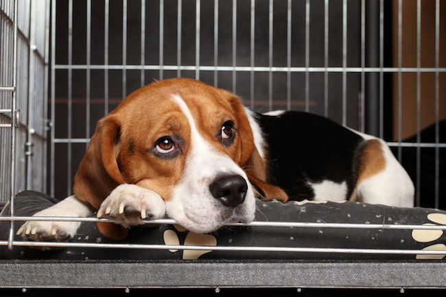 Why People Hesitate to Adopt or Foster Pets
