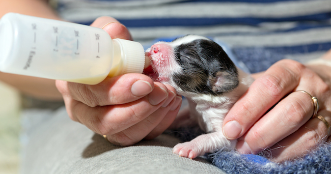 Tips on Bottle-Feeding Newborn Pets