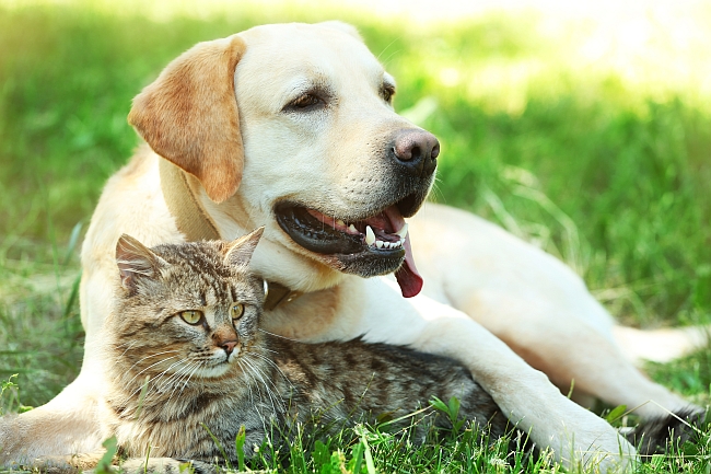 Overlooked Expenses For Pet Owners