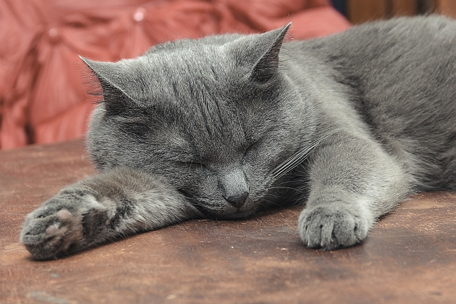 Renal Failure in Senior Cats