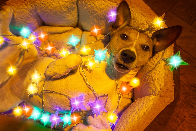 Pets With the Christmas Spirit